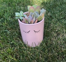 Succulent arrangement