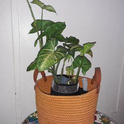 Plant 