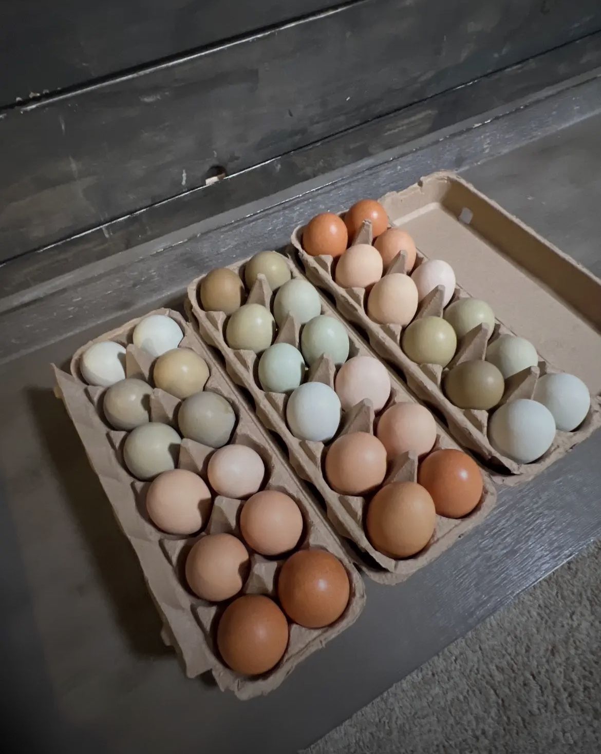 Farm Fresh Eggs 