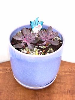 Succulent Plants For Sale 🪴Please Read Description