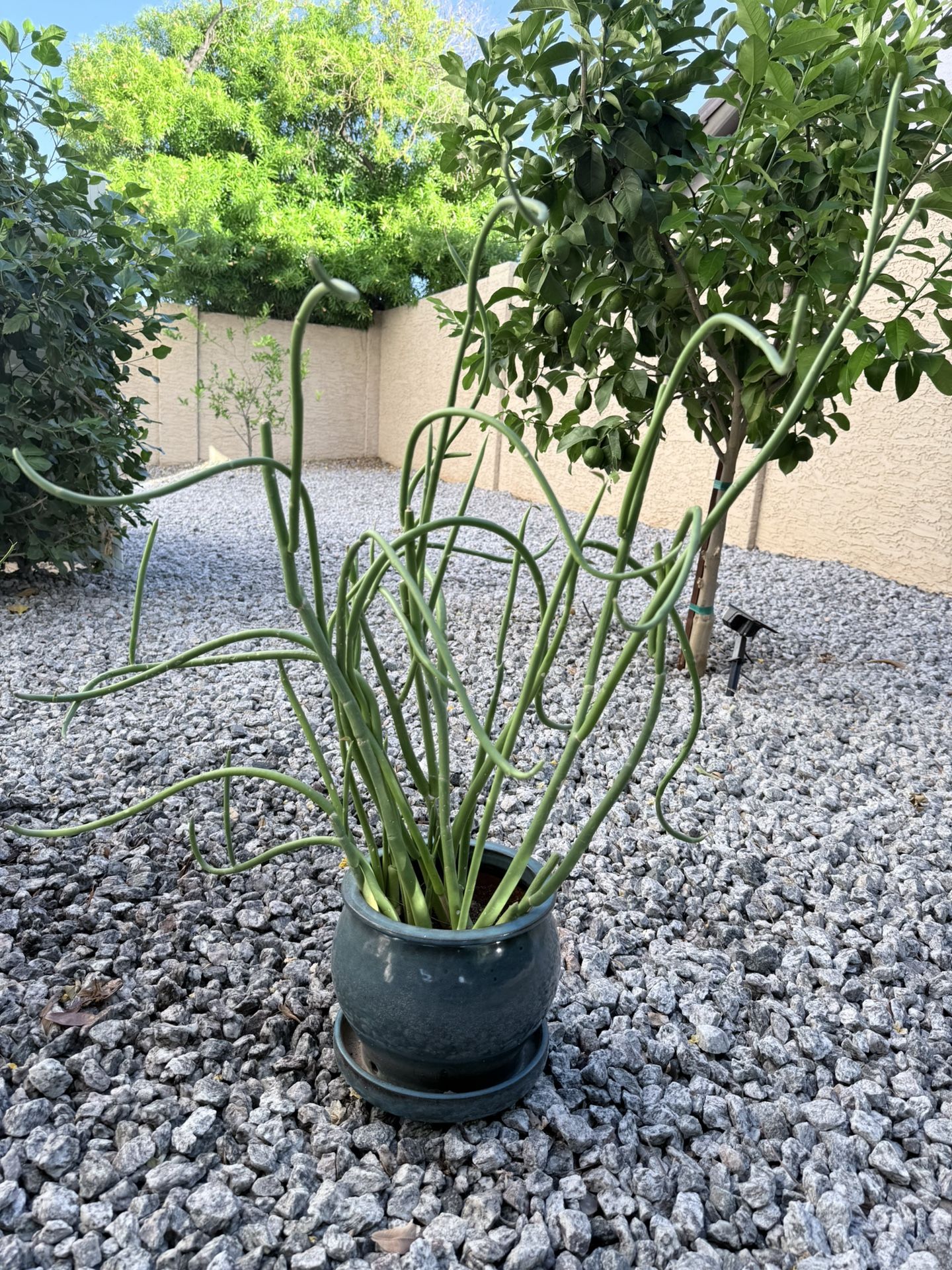 Desert Lady Slipper Plant