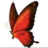 La Mariposa Pheonix