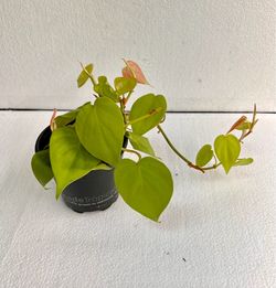 Philodendron Heartleaf Neon