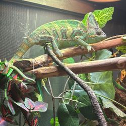 Adult Veiled Chameleon