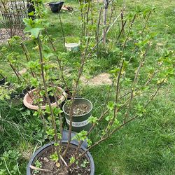 Black cranberry big bush and lots of small ones