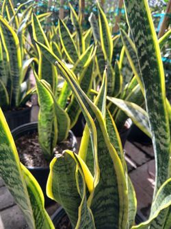 Snake plants on sale now $15
