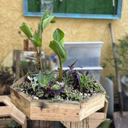 22 inch succulent, palm tree arrangement