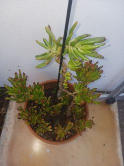 Crassula Ovata,  SEE OTHER OFFERS