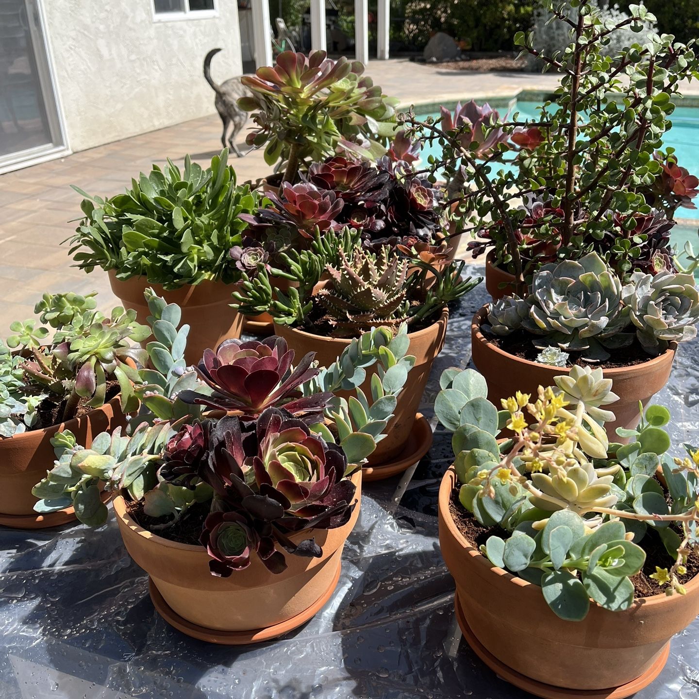 Succulents! Mother’s Day! Teacher Appreciation! For You!