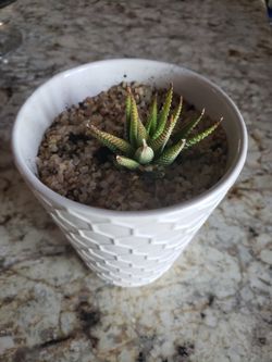 Plantas Naturales