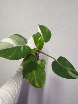 philodendron White Princess Plant