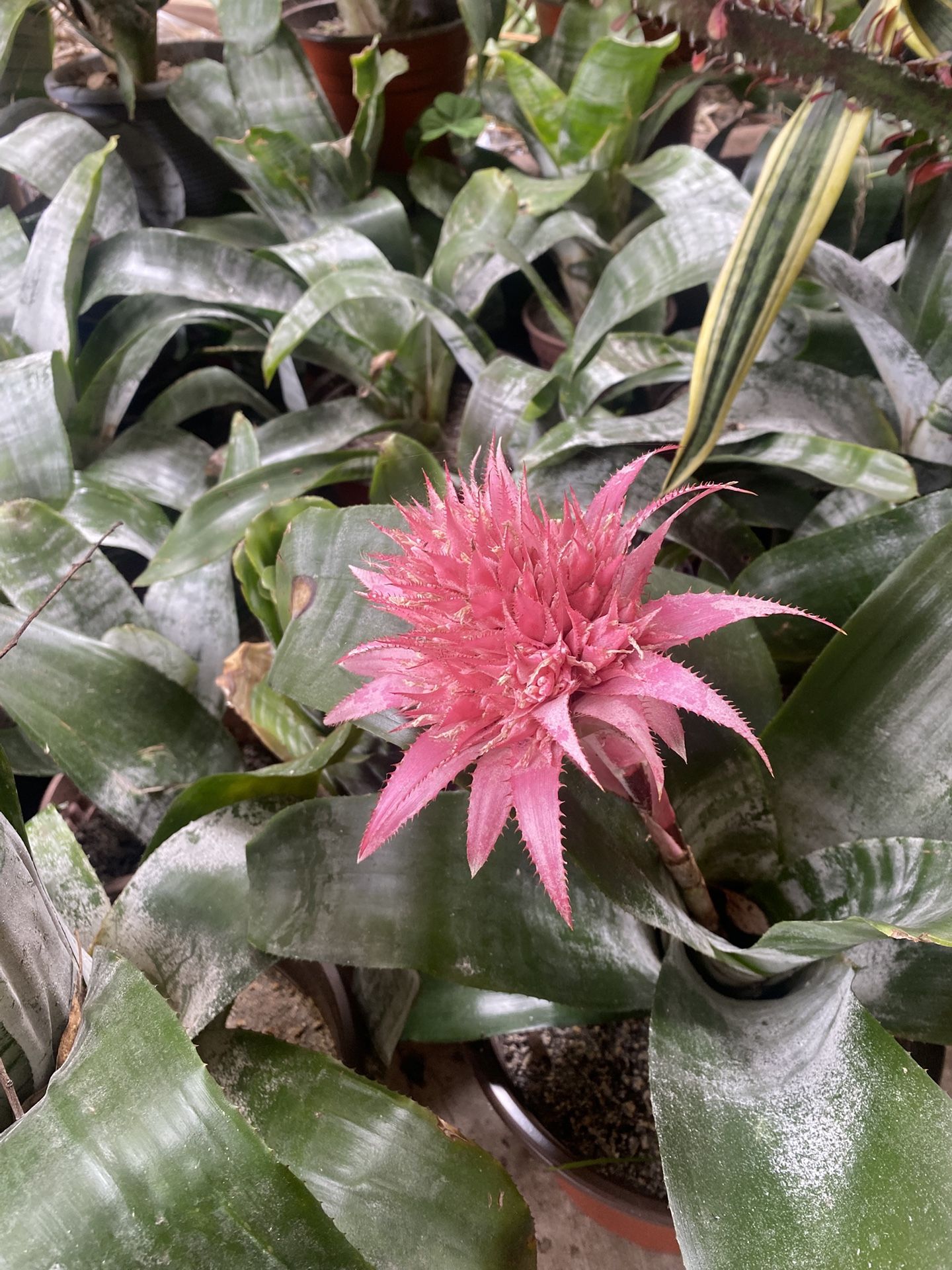 Aechmea Fasciata (Urn Plant)