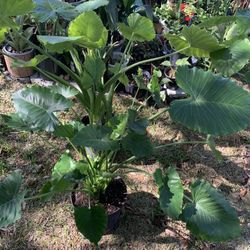 Elephant ear Plant 