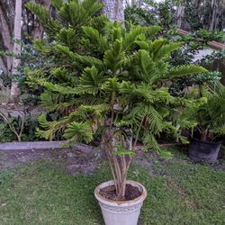 Norfolk Island Pine