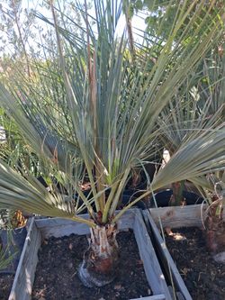 Mexican blue palma 🌴