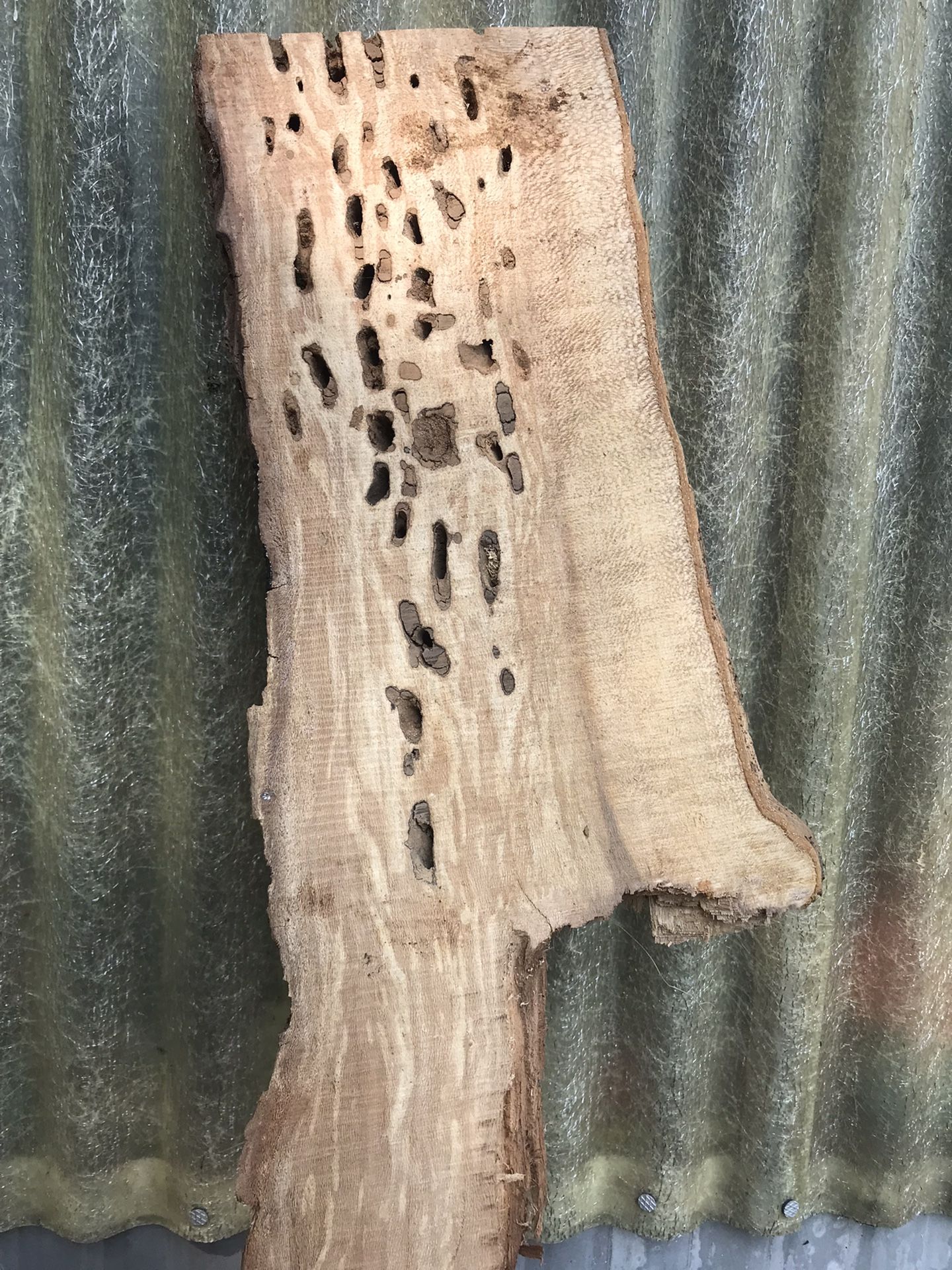 Craft Sized Live Edge Boards/ Slabs