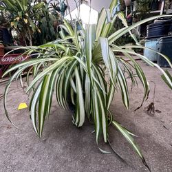 Spider plant
