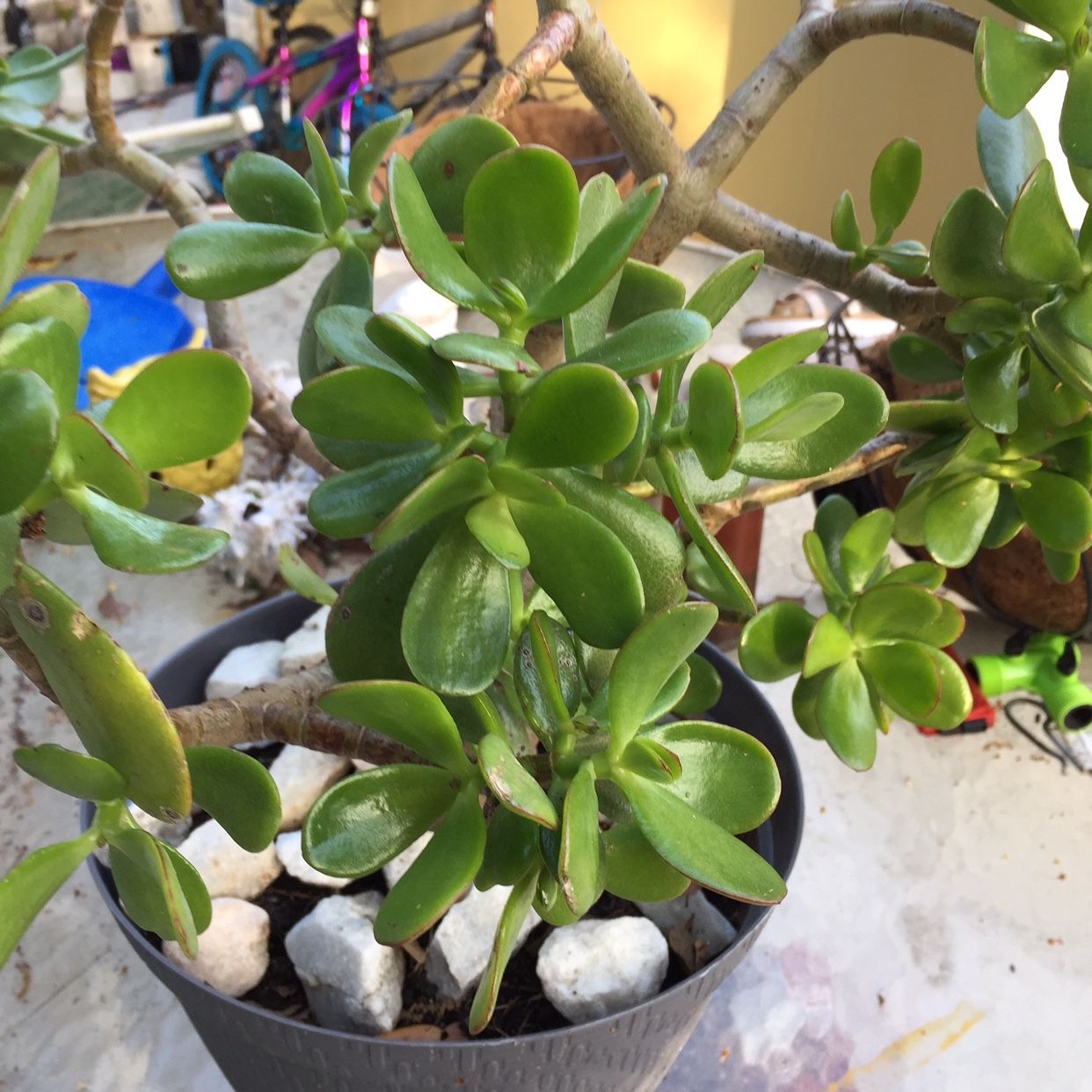 Established Jade Succulent Plant (6” pot) 4 Years