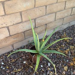 Savila - Aloe  Vera Plant For Sale (Pick up only) 