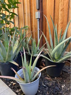 Aloe Vera plants