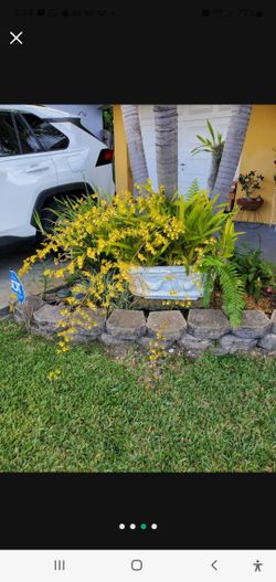 Oncidium Orchids (Dancing Lady)