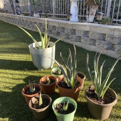 Aloe Vera For Sale !