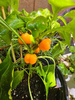 Chile.pimiento