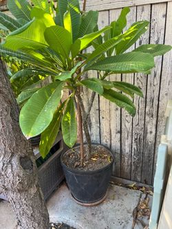 4’ white plumeria