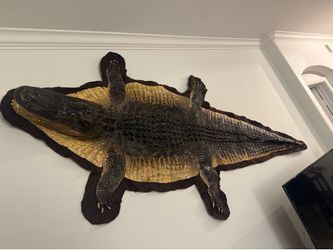 Alligator rug Mount 8ft