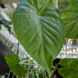 Night Scented Lily Plant, Alocasia Odora 