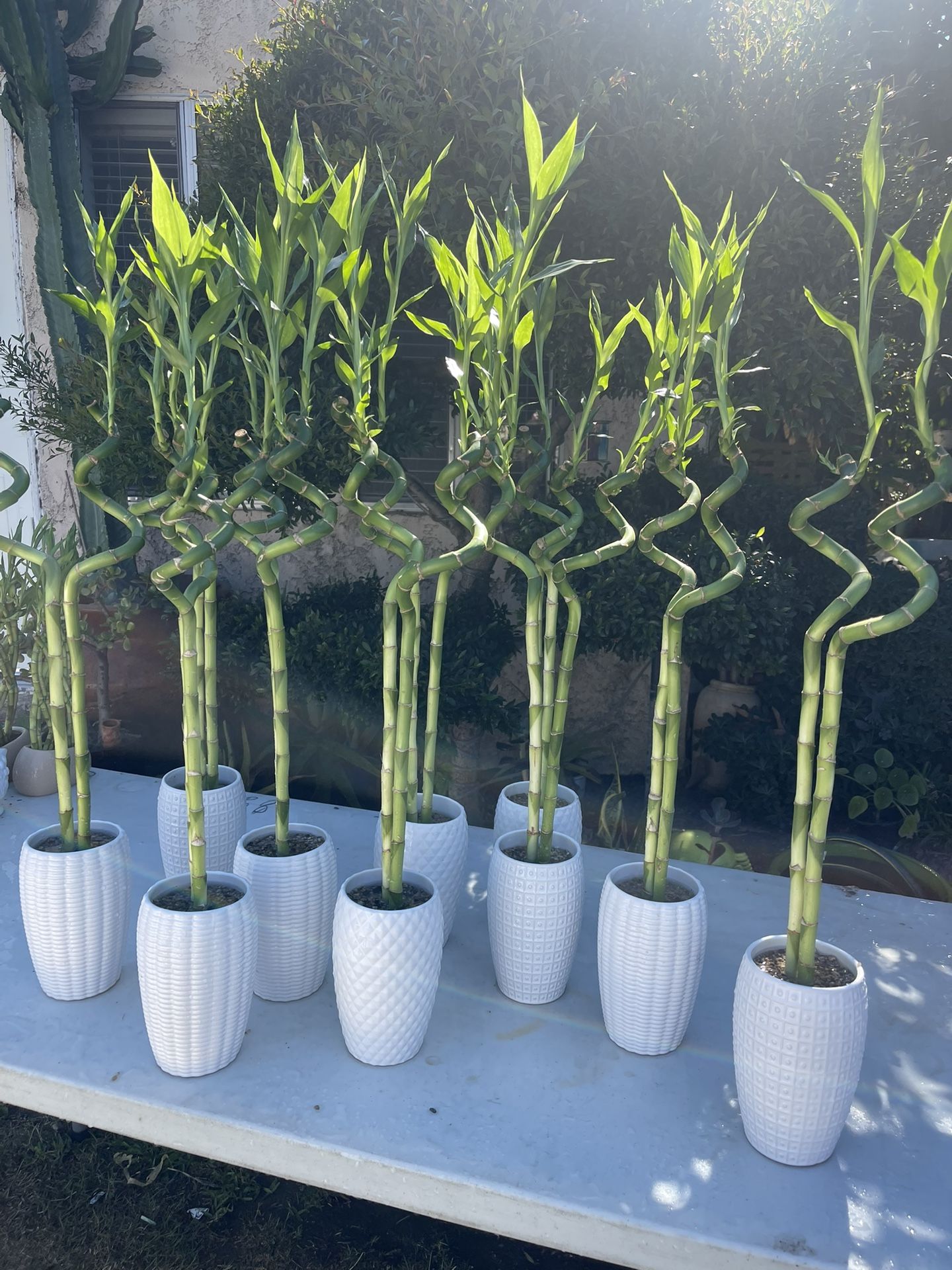 Tall Lucky Bamboo Plants (36”tall $25 each)