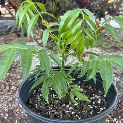 June Plum Tree Plant (tree Not Bush) In A 3 Gallon Pot 