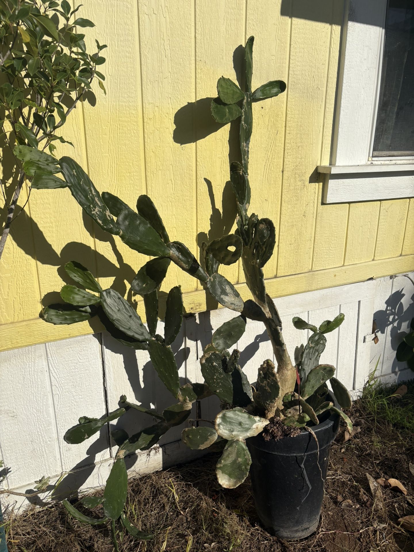 Huge Cactus (Maybe Prickly Pear)