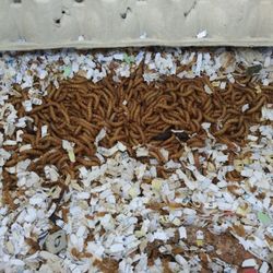 Mealworms For Sale