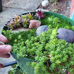 Succulent MINI-GARDEN