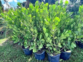 huge clusias Instant privacy Hedge for fence green full  only $20 minimum  qty 20+