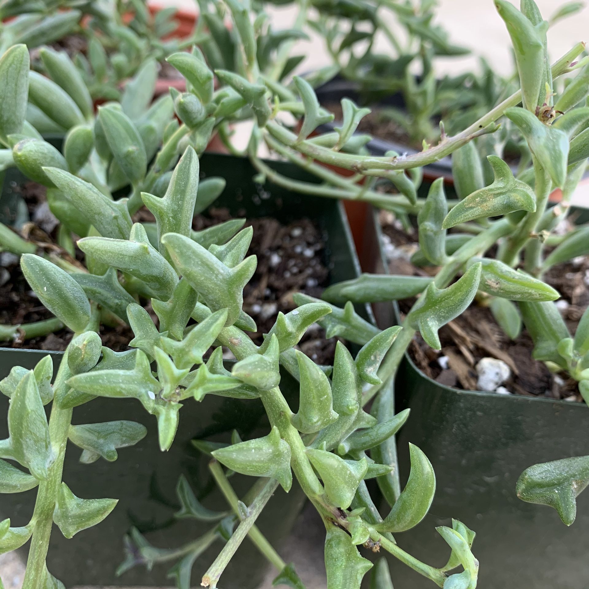 4” String of Dolphins Succulents - super rare and healthy!!