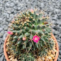 Flowering Cactus In 6” Clay Pot