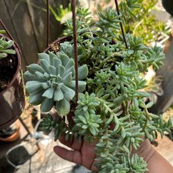 Succulents In a hanging Small Pot