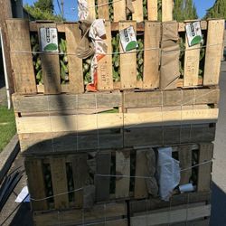 Caja De Nopal  Con Espinas 