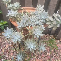 Large Succulent Arrangement 