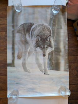 Grey wolf Poster