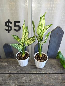 Aglaonema Plants