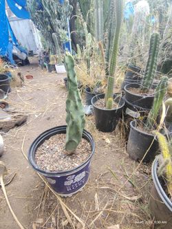 Totem pole cactus plant