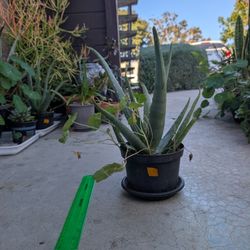 Aloe Plant 9