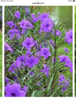 Mexican Petunias 