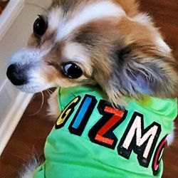 Small Dog Customized Shirt ( Gizmo ) Size Small