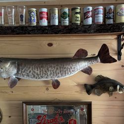 38 Inch Musky & Black Crappy