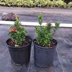 Ixora tiguanesa ( Taiwanese. ) 3gal