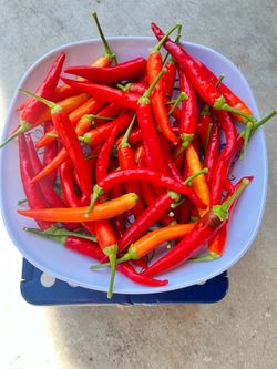 🔥🌶️FRESH THAI CHILI PEPPER🔥🌶️